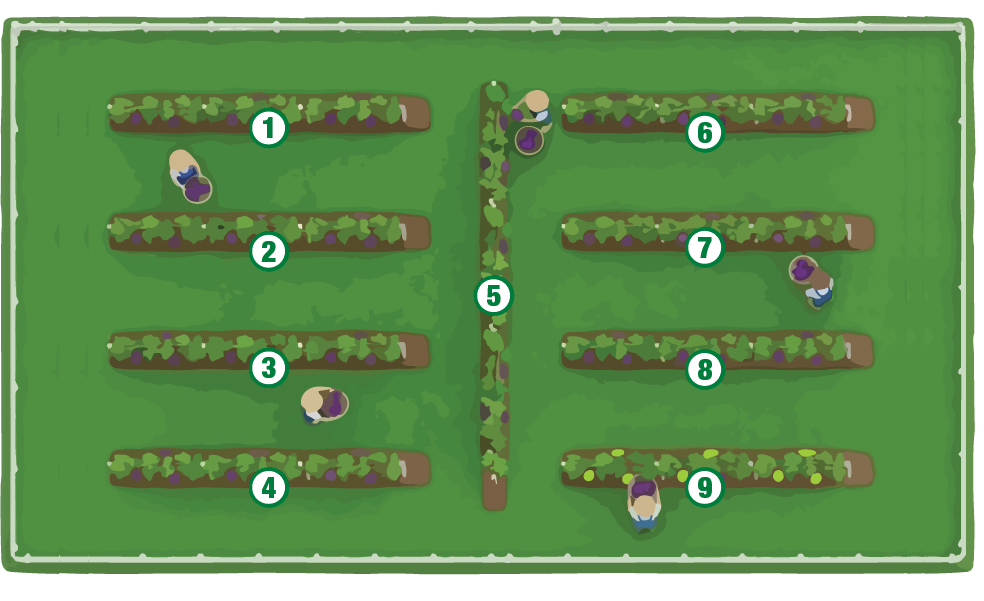 Mapa Uvas de Mesa